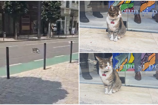 VIDEO Pisica Nina mascota cu noua vieti din Cluj