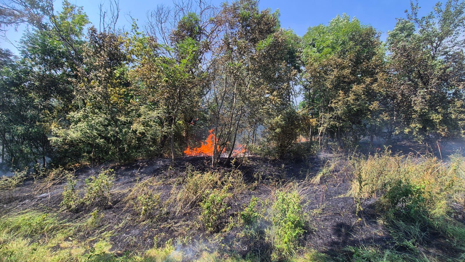 Interventie dificila a pompierilor la Grdina Botanica