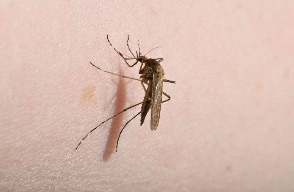 18 romani infectati cu virusul West Nile var