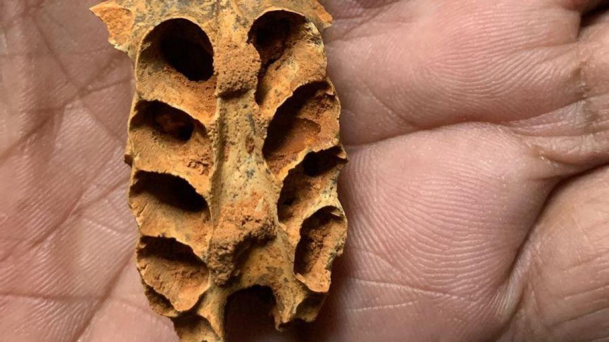 O fosila in interiorul unei fosile Descoperirea cuiburilor de albine antice