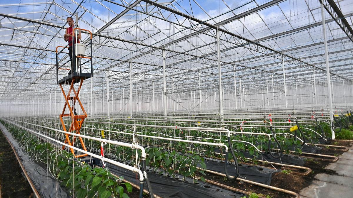 noi informatii despre taxa pe sere ministrul agriculturii termenul a fost prelungit proiectul va ajunge