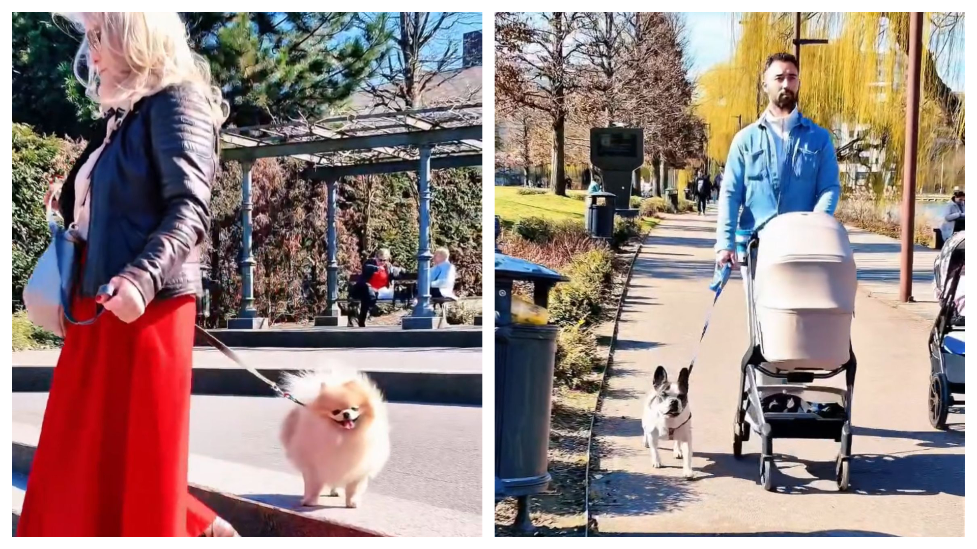 Clujul un oras prietenos cu animalele de companie Sfaturi pentru clujeni atunci cand ies la plimbare cu cainii respectand regulile de bun simt