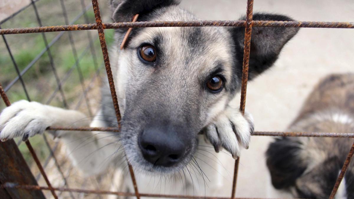 Comisie de ancheta in Parlament dupa acuzatii de eutanasieri ilegale si abuzuri in adaposturi de animale