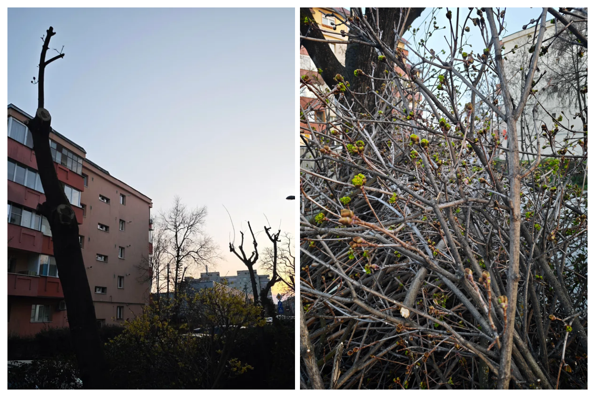 Dezbateri aprinse la Cluj Este acesta o taiere justificata Pareile clujenilor Nu e doar incorecta e criminala Suntem in oras nu in padure Ce opinie aveti