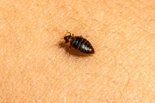 Invazie de plosnite de pat intr un bloc din Cluj Unii proprietari refuza interventia iar insectele s au raspandit in mai multe apartamente