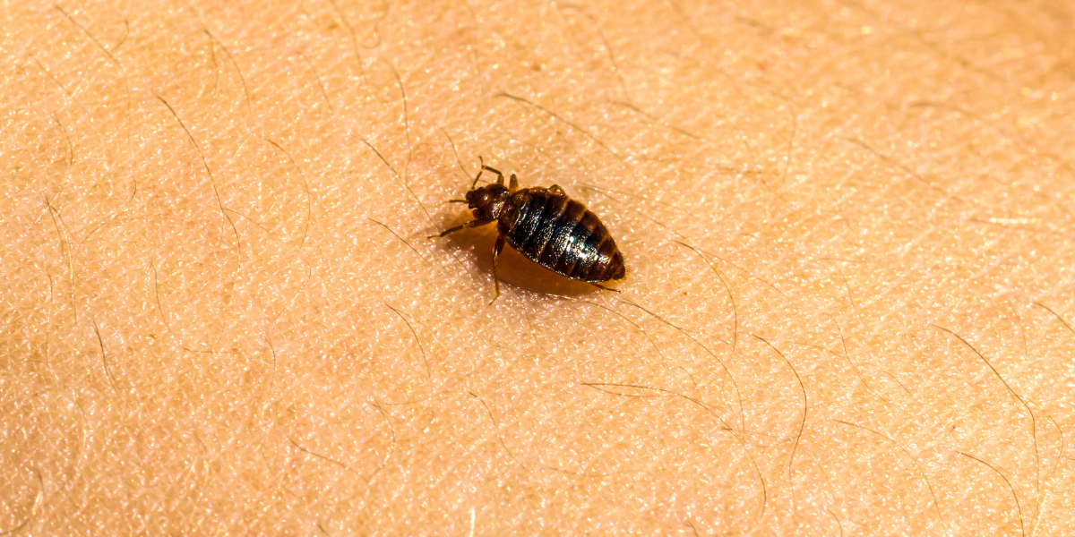 Invazie de plosnite de pat intr un bloc din Cluj Unii proprietari refuza interventia iar insectele s au raspandit in mai multe apartamente