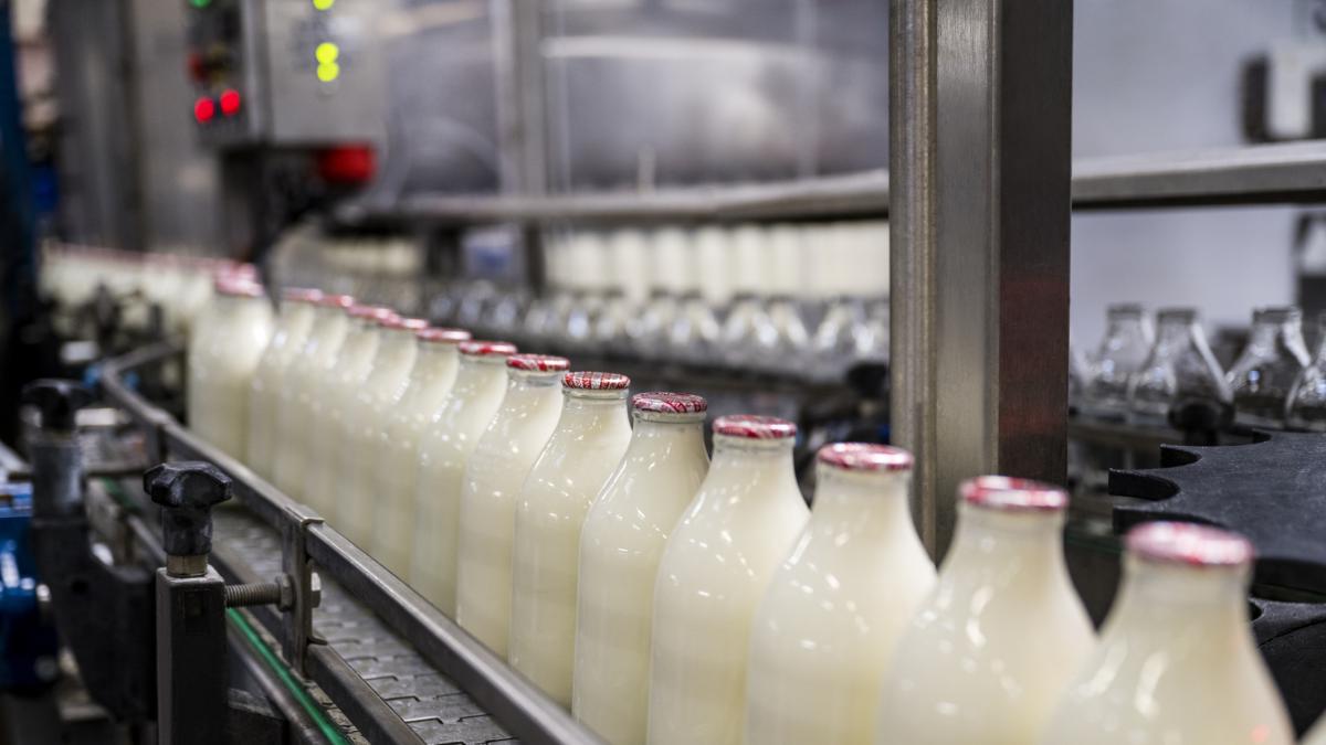 Laptele romanesc dispare de pe piata fermierii vand cu pierdere iar importurile coplesesc productia