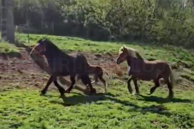 VIDEO Cautarea disperata a cailor furati din Cluj a durat un an Hotii i au vandut de trei ori in intreaga tara Cum a reusit proprietarul sa ii gaseasca