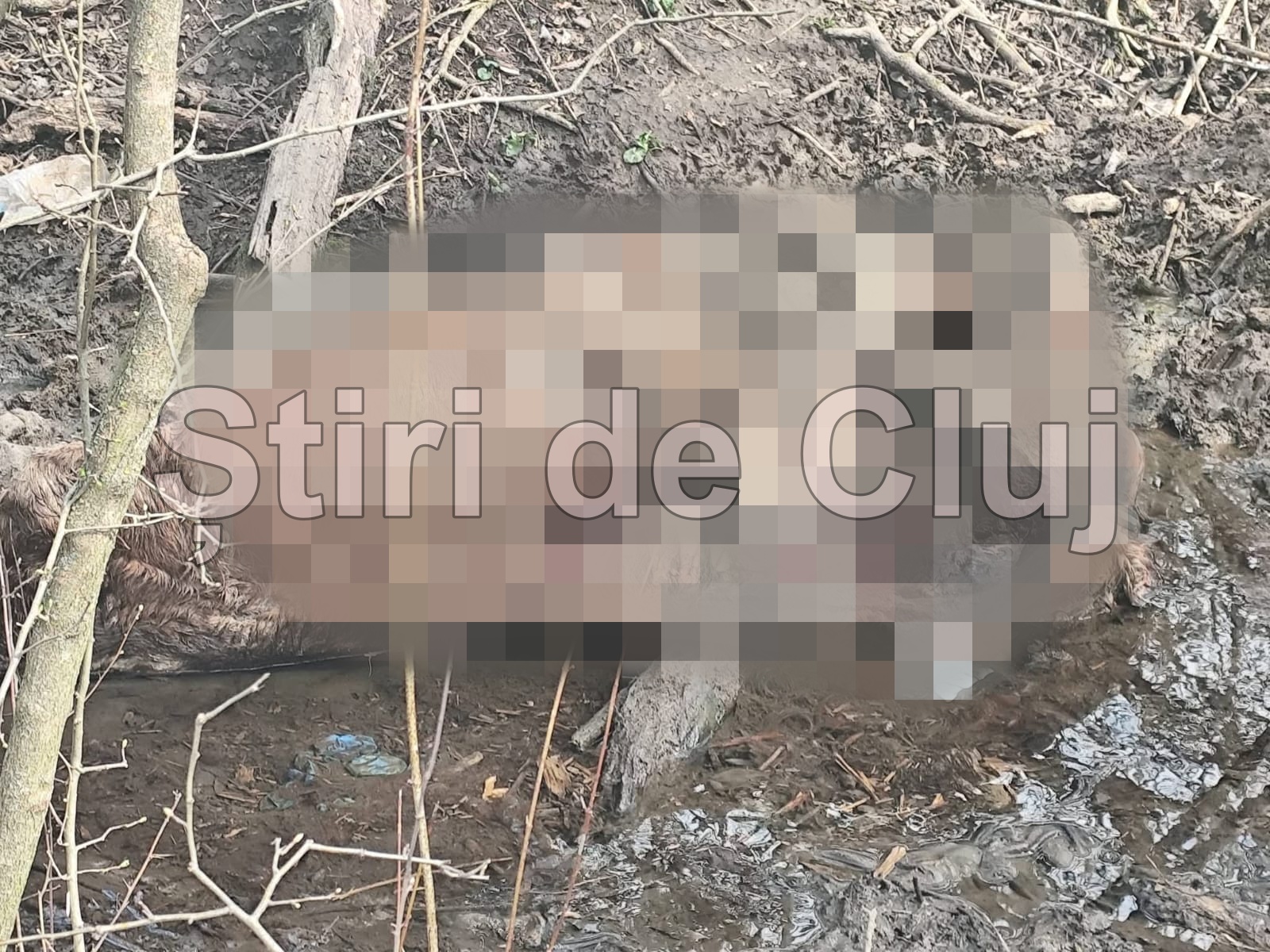 cadavru in putrefactie gasit intr un pirau din floresti cluj este un focar de infectie incredibil cum poti sa faci asa ceva imagini cu un puternic impact emotional