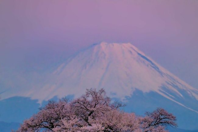 Locuitorii unui oras din Japonia suparati de numarul mare de turisti atrasi de florile de cires si Muntele Fuji