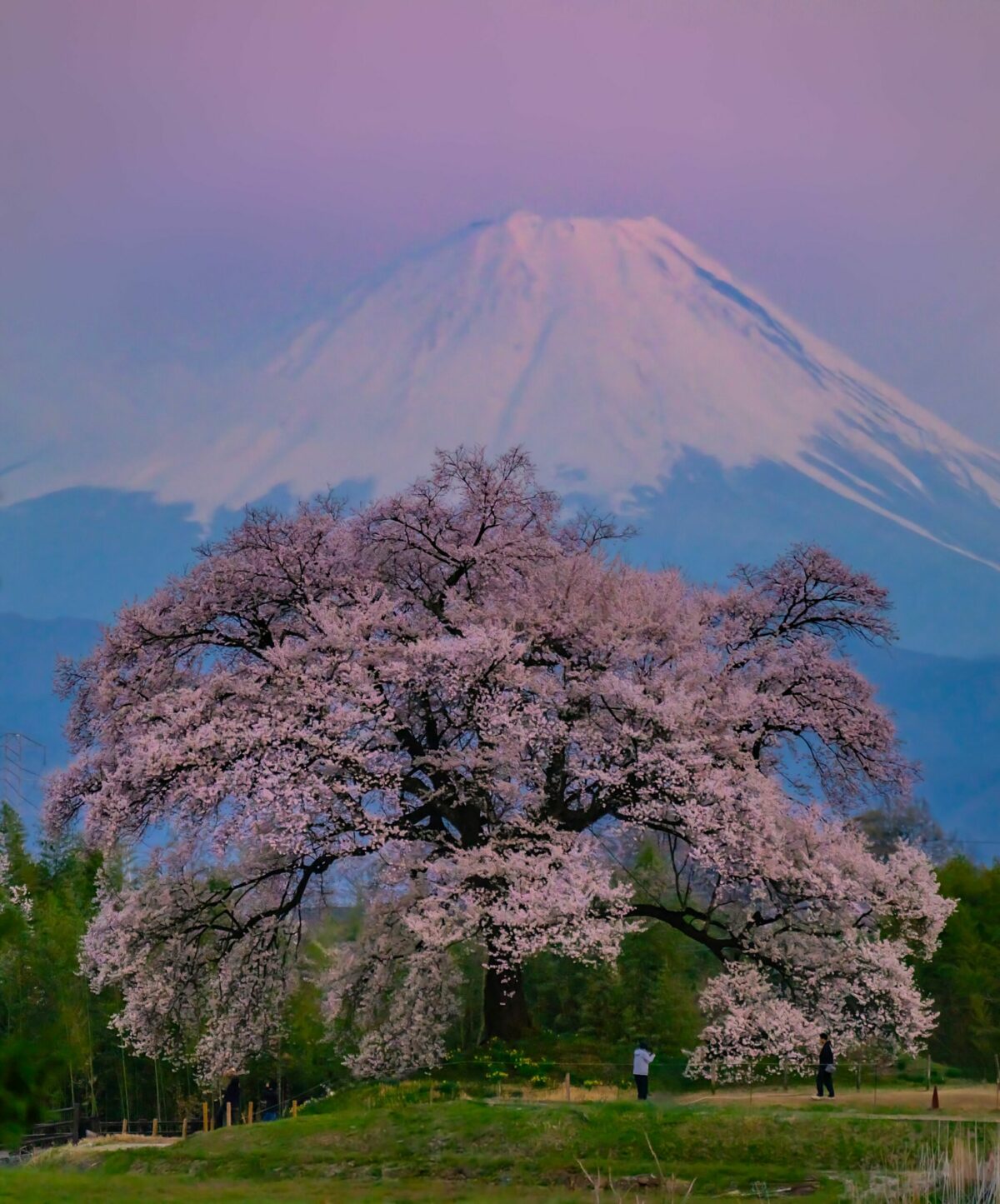 Numar record de turisti in Japonia in luna martie in ciuda razboiului din Orientul Mijlociu si a tensiunilor cu China