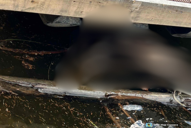 Scene socante la Lacul Belis din Cluj Un cadavru de animal in descompunere gasit intr o zona frecventata Risc real pentru sanatatea publica
