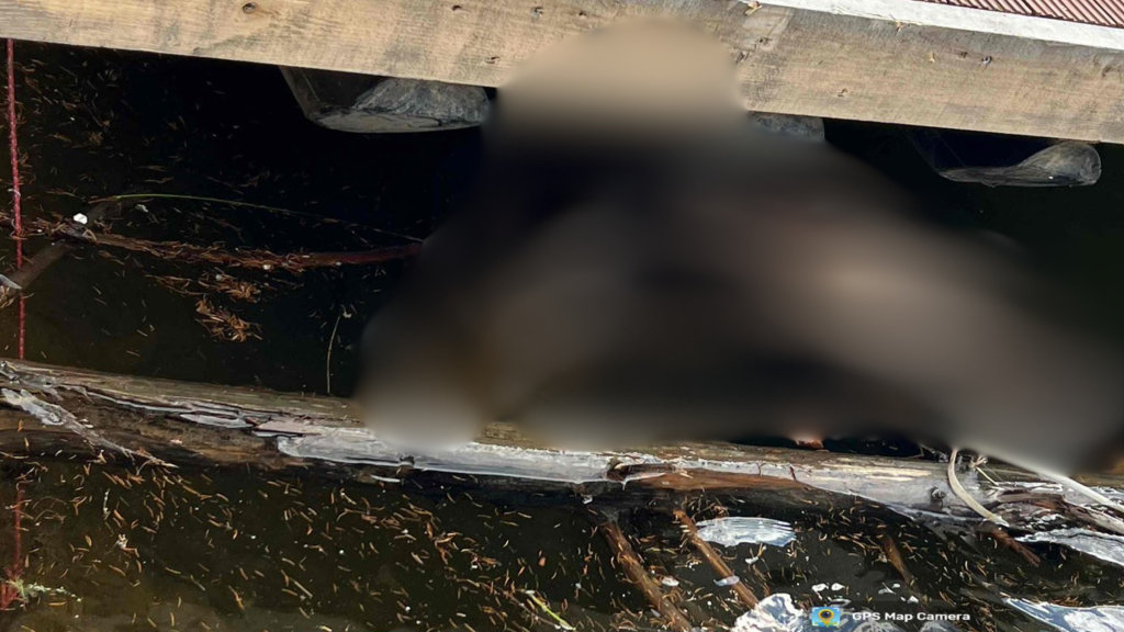 Scene socante la Lacul Belis din Cluj Un cadavru de animal in descompunere gasit intr o zona frecventata Risc real pentru sanatatea publica