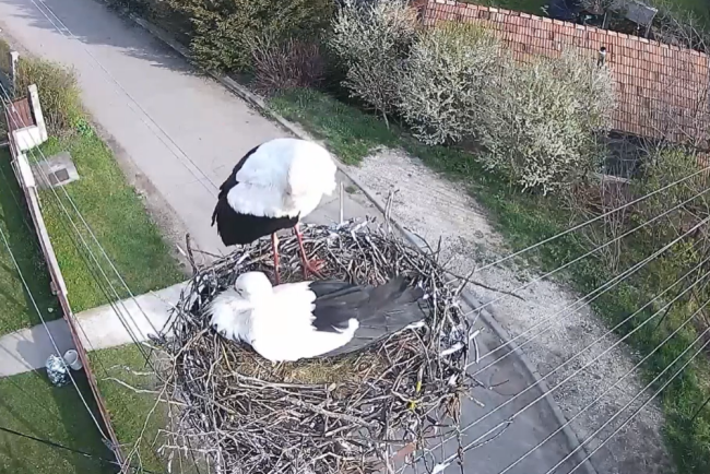 VIDEO Berzele de la Vlaha s au intoars la cuib Berzele Clujului isi pregatesc deja locuinta pentru noul sezon Indragostite de Cluj revin dupa 20 de ani