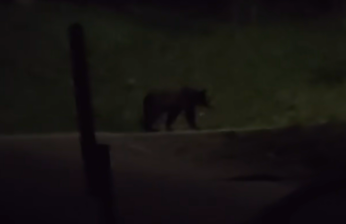 video alerta urs surprins in aceasta seara intr o localitate din cluj aproape de case evitati sa iesiti pentru a face poze poate fi foarte agresiv