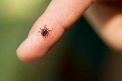 Căpușe răspândite în Cluj-Napoca! Locuitorii din zona Calea Moților cer ajutor de urgență: „Risc real pentru copii, vârstnici și animale de companie”
