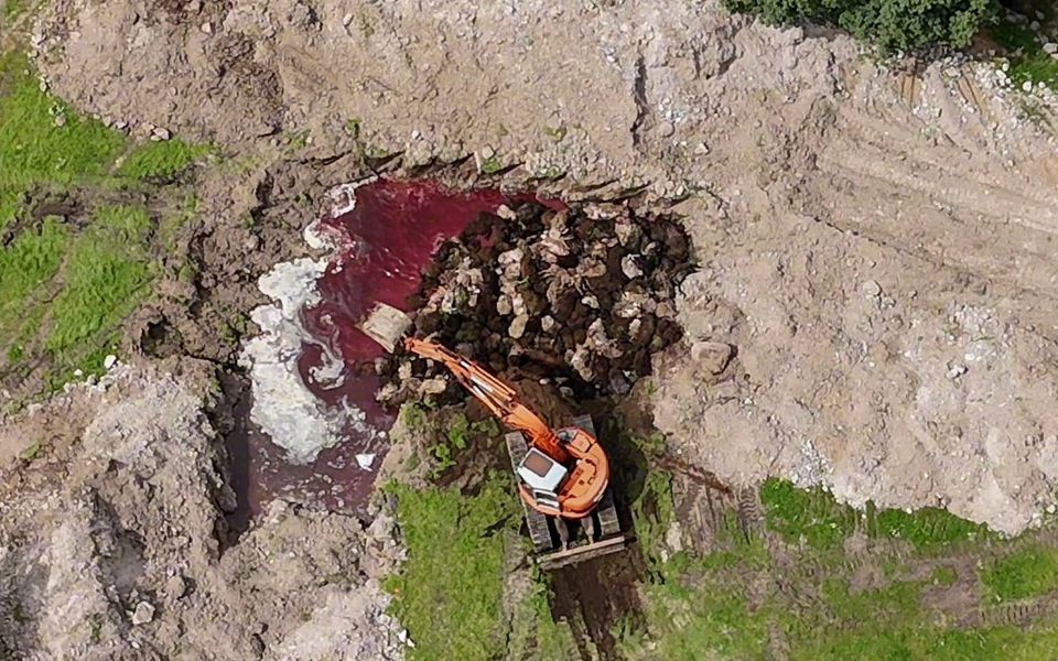 Colaps ecologic in Lesbos 32000 de animale ingropate fara masuri de protectie