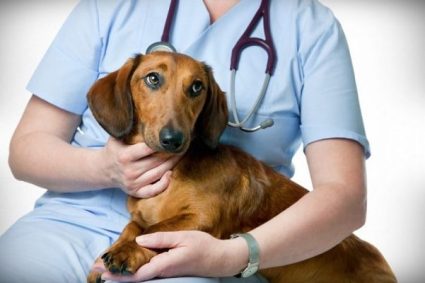 Consiliul Județean Cluj alocă 300.000 de lei pentru fondul destinat sterilizării gratuite a câinilor: Care este suma totală disponibilă în prezent