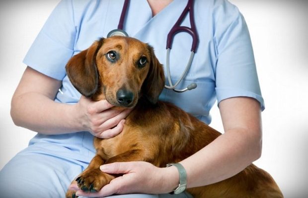 Consiliul Judecean Cluj aloca 300000 de lei pentru fondul destinat sterilizarii gratuite a cainilor Care este suma totala disponibila in prezent
