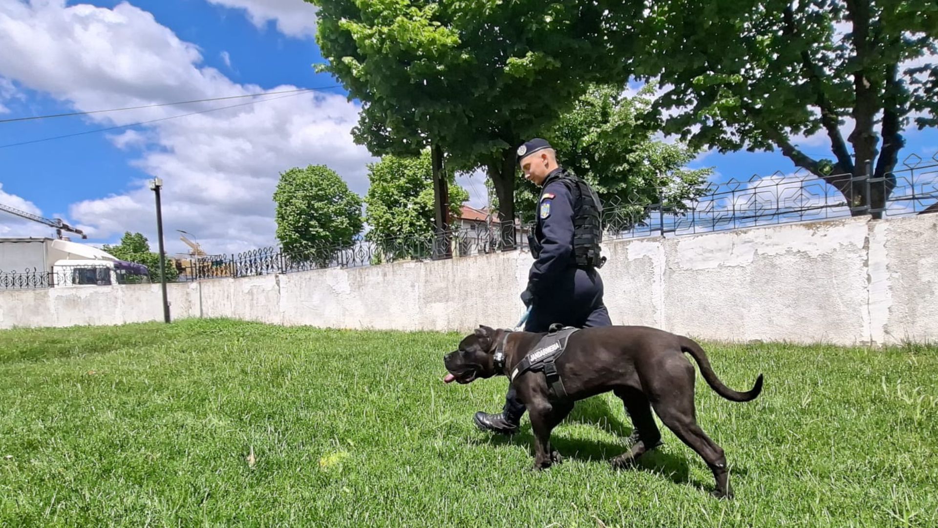 Jandarmii din Tulcea au un nou coleg pufosel Ben se pregateste pentru misiuni