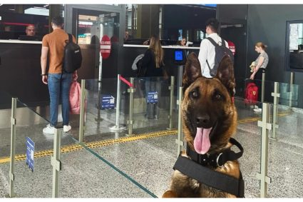 Noul „angajat” de la Aeroportul Internațional „Avram Iancu” Cluj a câștigat popularitate: „Atenție, pasageri!”