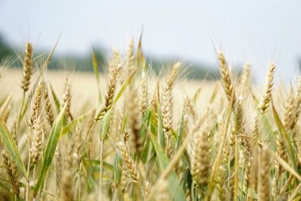 ONU: Prețurile alimentelor au crescut pentru a treia lună consecutiv. Care este cauza?