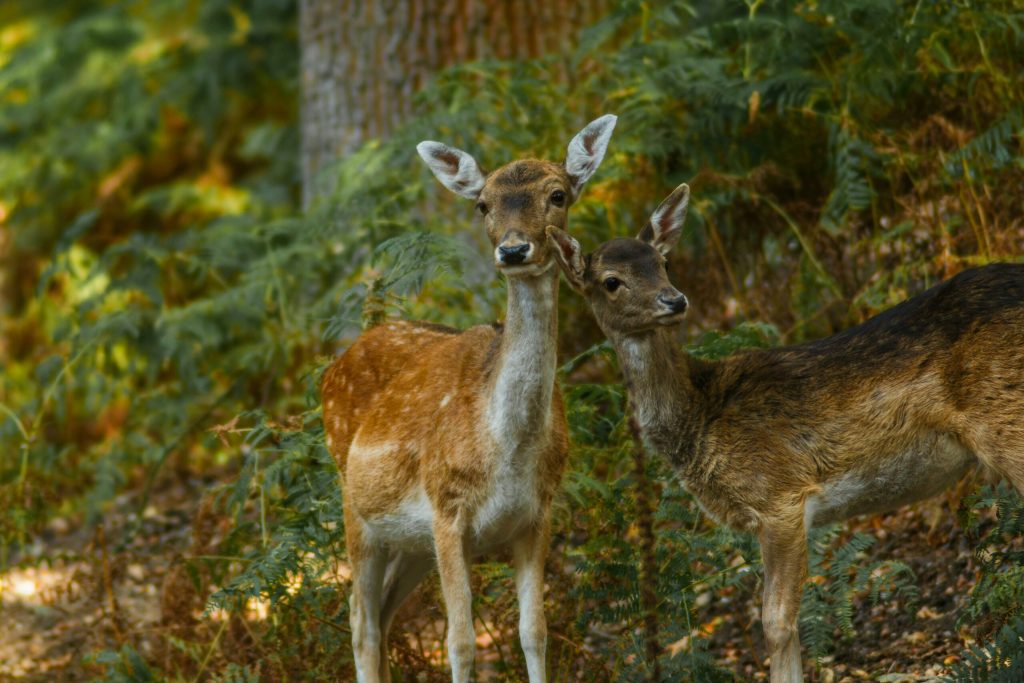 Un grup de observatori de pasari din Serbia a cumprat o fana forestier cu sprijinul donaiilor iubitorilor de natur