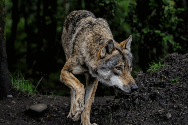 Vanatoare de lupi in Spania ecologistii contesta hotararea care permite uciderea acestora