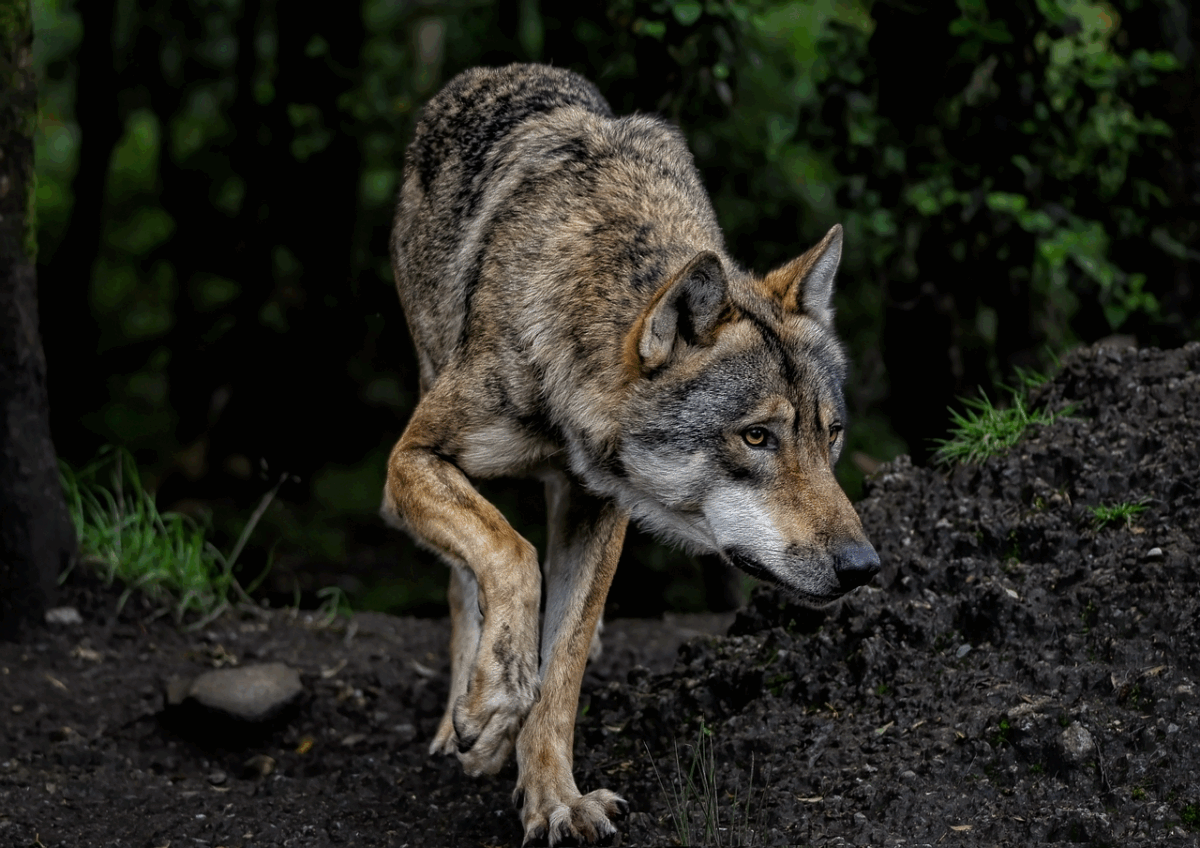 Vanatoare de lupi in Spania ecologistii contesta hotararea care permite uciderea acestora
