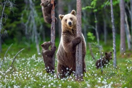 A fost emis RO-ALERT! Urs văzut într-o localitate la 50 de kilometri de Cluj-Napoca. O femeie a avut un atac de panică după ce s-a confruntat cu animalul.