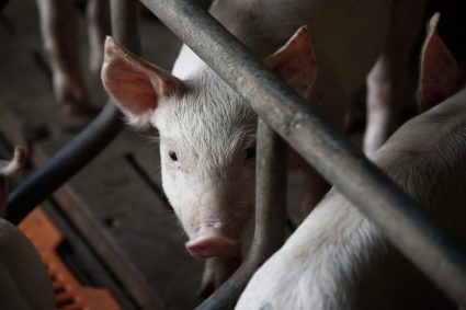 ONU lansează un avertisment: din ce în ce mai multe antibiotice ar putea fi utilizate în fermele care ne furnizează alimentele.