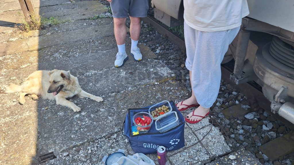 Pe drumul spre mare clujenii au demonstrat solidaritate Un caine fara stapan a devenit mascota vagonului Chiar si in vremuri dificile omenia dainuieste