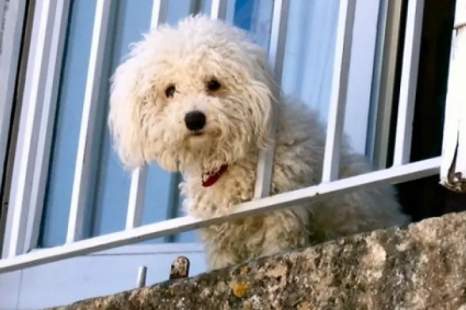 Un câine lăsat singur într-un apartament din Cluj-Napoca îngrijorează vecinii. În fiecare zi se aude cum plânge: „Practic, urlă” – VIDEO