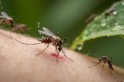 Un clujean din cartierul Bună Ziua se plânge de o invazie de insecte și cere explicații Primăriei: „Țânțarii ne atacă!”. Când vor începe intervențiile în oraș?