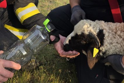 Un miel rătăcit a avut parte de norocul vieții: animalul a fost salvat dintr-o ravene adâncă de peste 20 de metri.