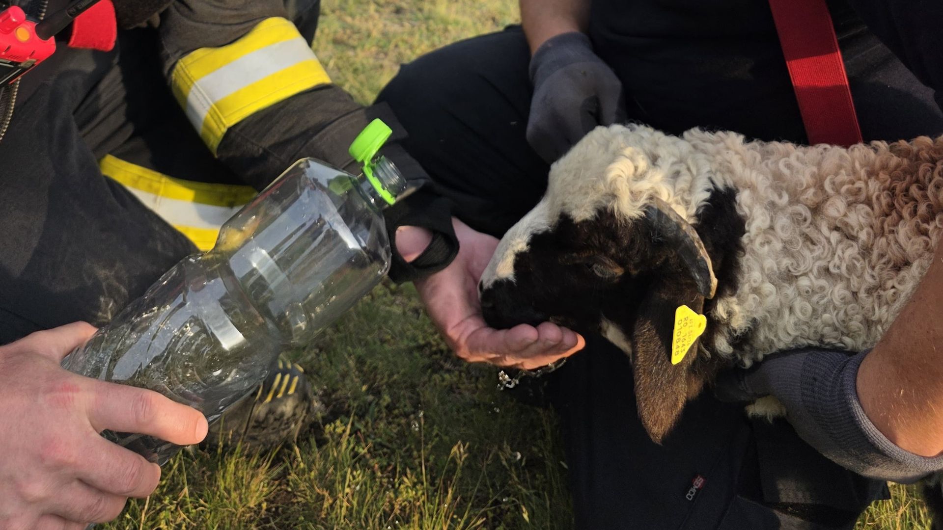 Un miel ratacit a avut parte de norocul vietii animalul a fost salvat dintr o ravena adanca de peste 20 de metri