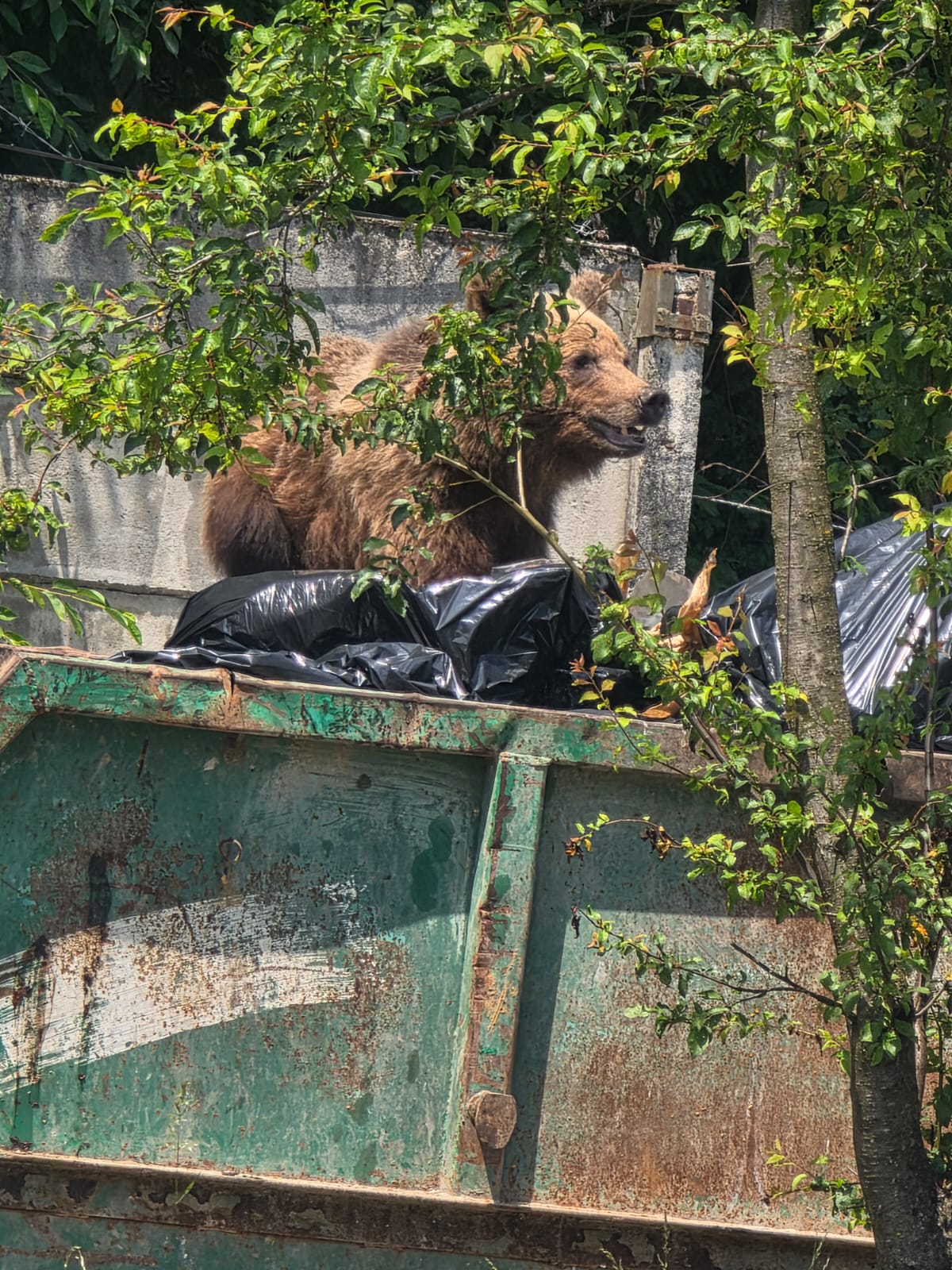 Urs gasit in containerul de deseuri al unui spital din Brasov A fost impuscat