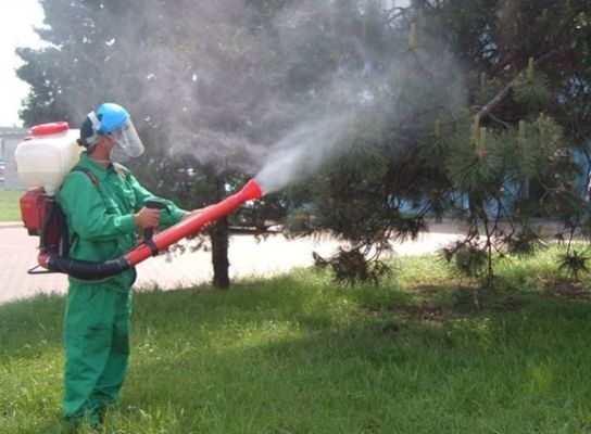 Vesti pozitive pentru locuitorii din Apahida Primaria va realiza stropiri impotriva insectelor timp de trei nopti consecutive in Dezmir Sannicoara si alte sase localitati
