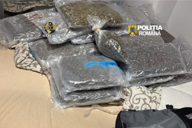 Zeci de kilograme de canabis gasite intr o locuinta din Cluj Napoca