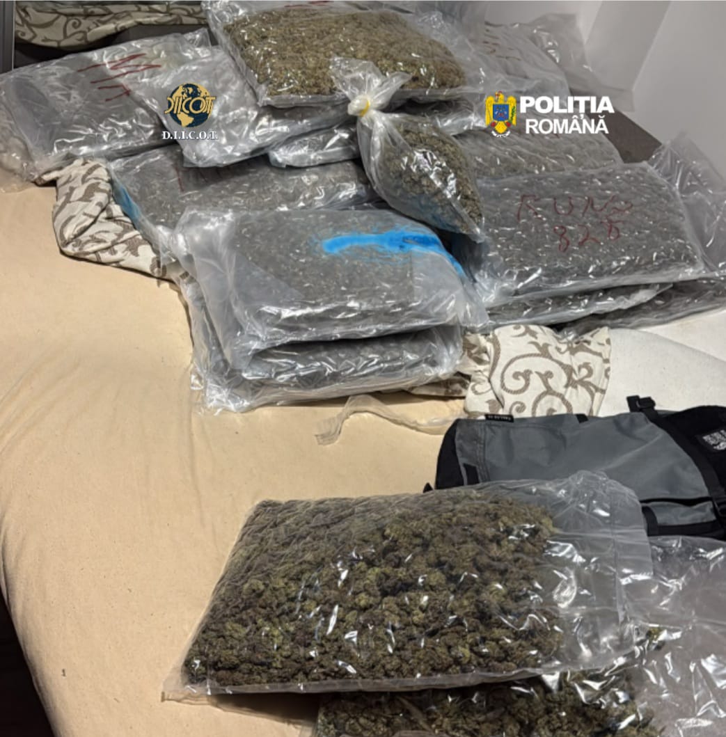 Zeci de kilograme de canabis gasite intr o locuinta din Cluj Napoca