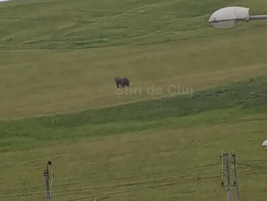 video avertisment un urs a atacat o stana in cojocna judetul cluj omorand un caine de paza autoritatile sunt in alerta
