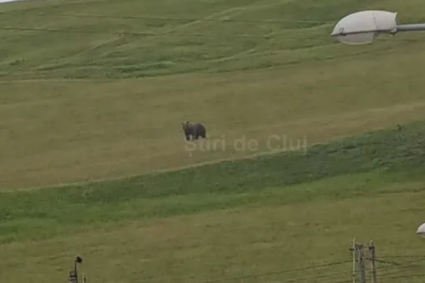 VIDEO. Avertizare: Un urs a atacat o stână în Cojocna, județul Cluj, omorând un câine. Autoritățile sunt în alertă.