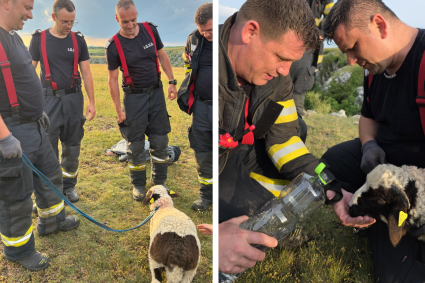 VIDEO. Final fericit: Un miel rătăcit, salvat de pompierii din Cluj după ce au coborât în prăpastia de 20 de metri din Cheile Turenilor.