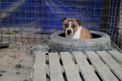 FOTO. Acuzații grave lângă Cluj: câini abandonați fără apă și hrană în cuști ascunse la intrarea în Sălicea. Poliția Animalelor a fost notificată.