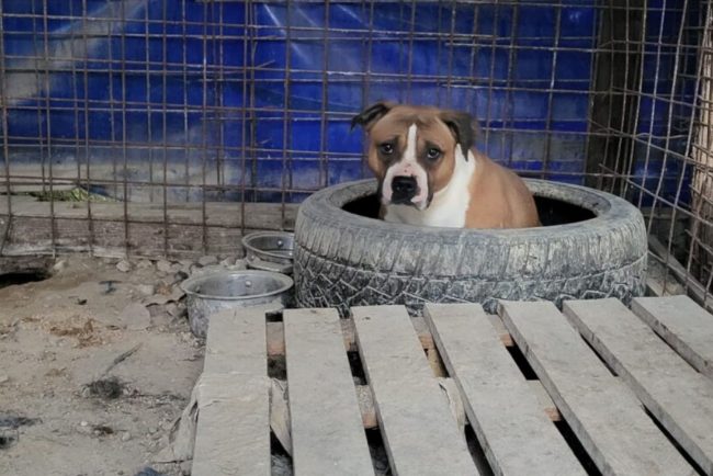 Acuzii grave langa Cluj caini abandonati fara ap si hrana in custi ascunse la intrarea in Salicea Politia Animalelor a fost notificata