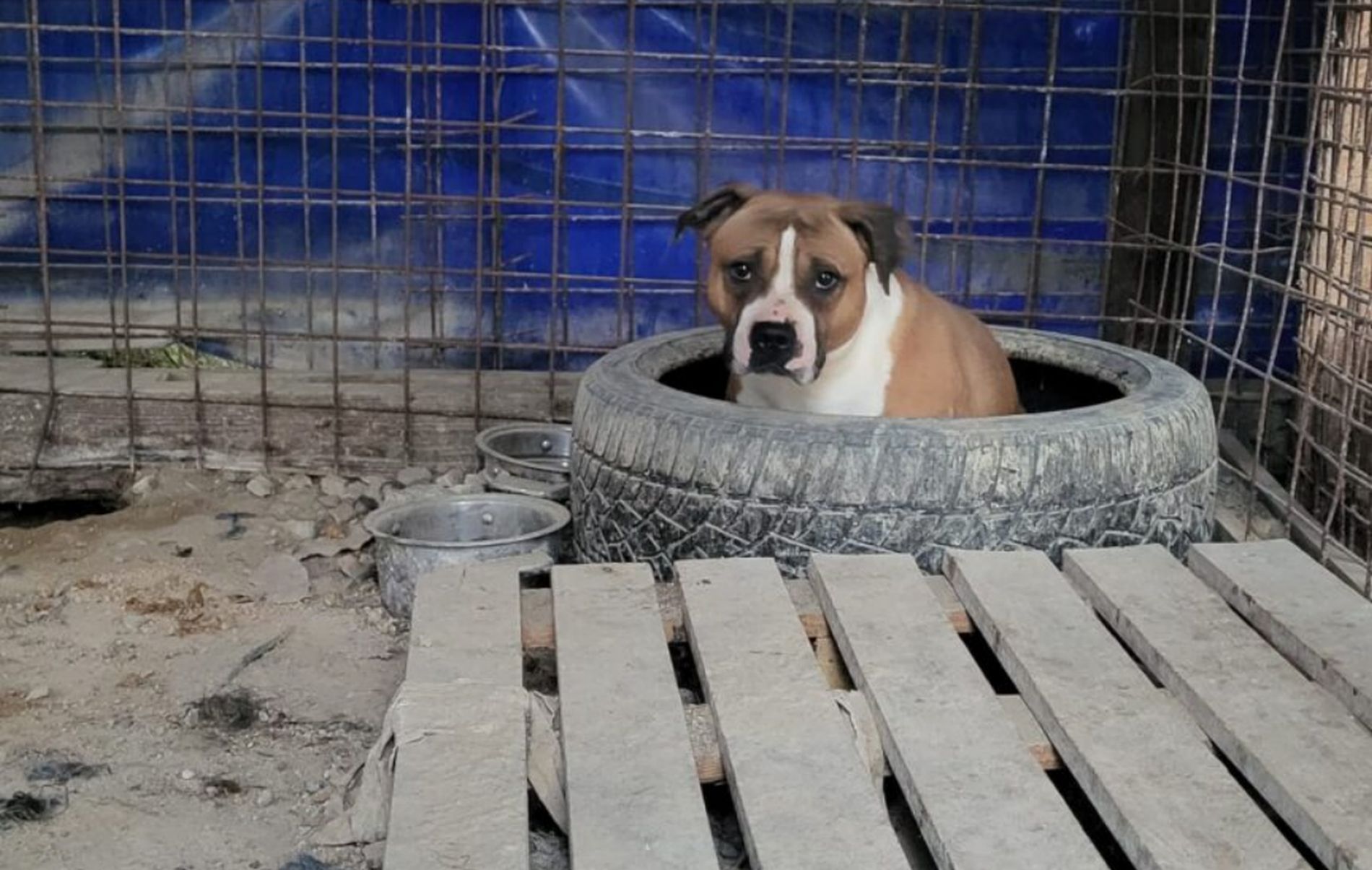 Acuzii grave langa Cluj caini abandonati fara ap si hrana in custi ascunse la intrarea in Salicea Politia Animalelor a fost notificata