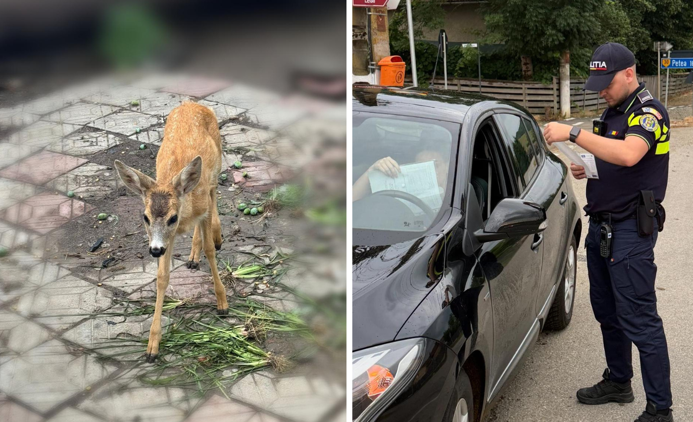 Amenzi de 7000 de lei impuse de politisti si jandarmi in Cluj in urma unei actiuni extinse in care au fost legitimate peste 120 de persoane si verificate 119 autovehicule