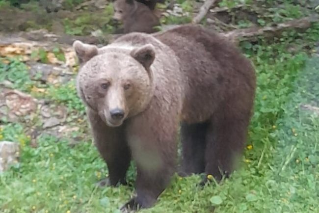 Atentie la URS dintr o comuna din judetul Cluj Evitati sa mergeti in zona si nu va apropiati de animal