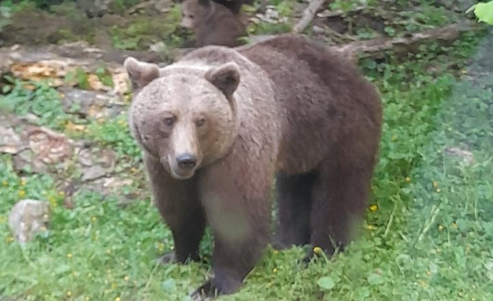 Atentie la URS dintr o comuna din judetul Cluj Evitati sa mergeti in zona si nu va apropiati de animal