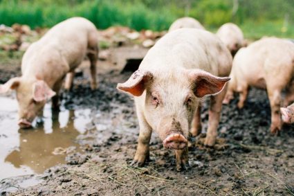 Camera Deputaților a aprobat noi măsuri pentru combaterea pestei porcine africane. Sprijin pentru…